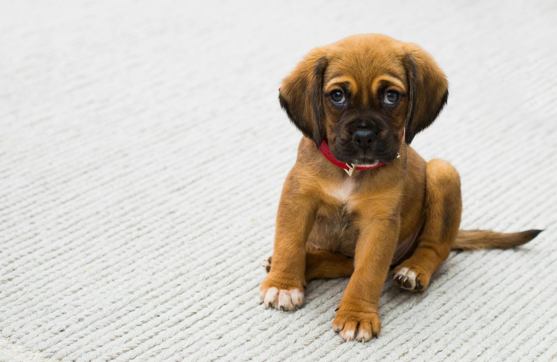 Animal Health Certificate / Pet Passport () Prices in Ballymena